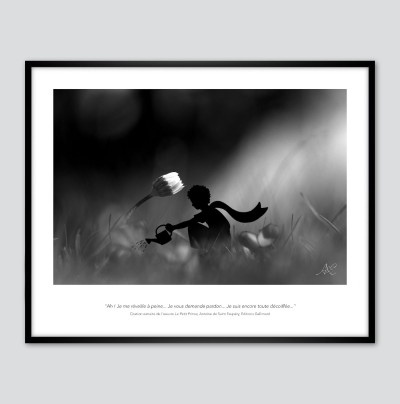 Le réveil de la pâquerette